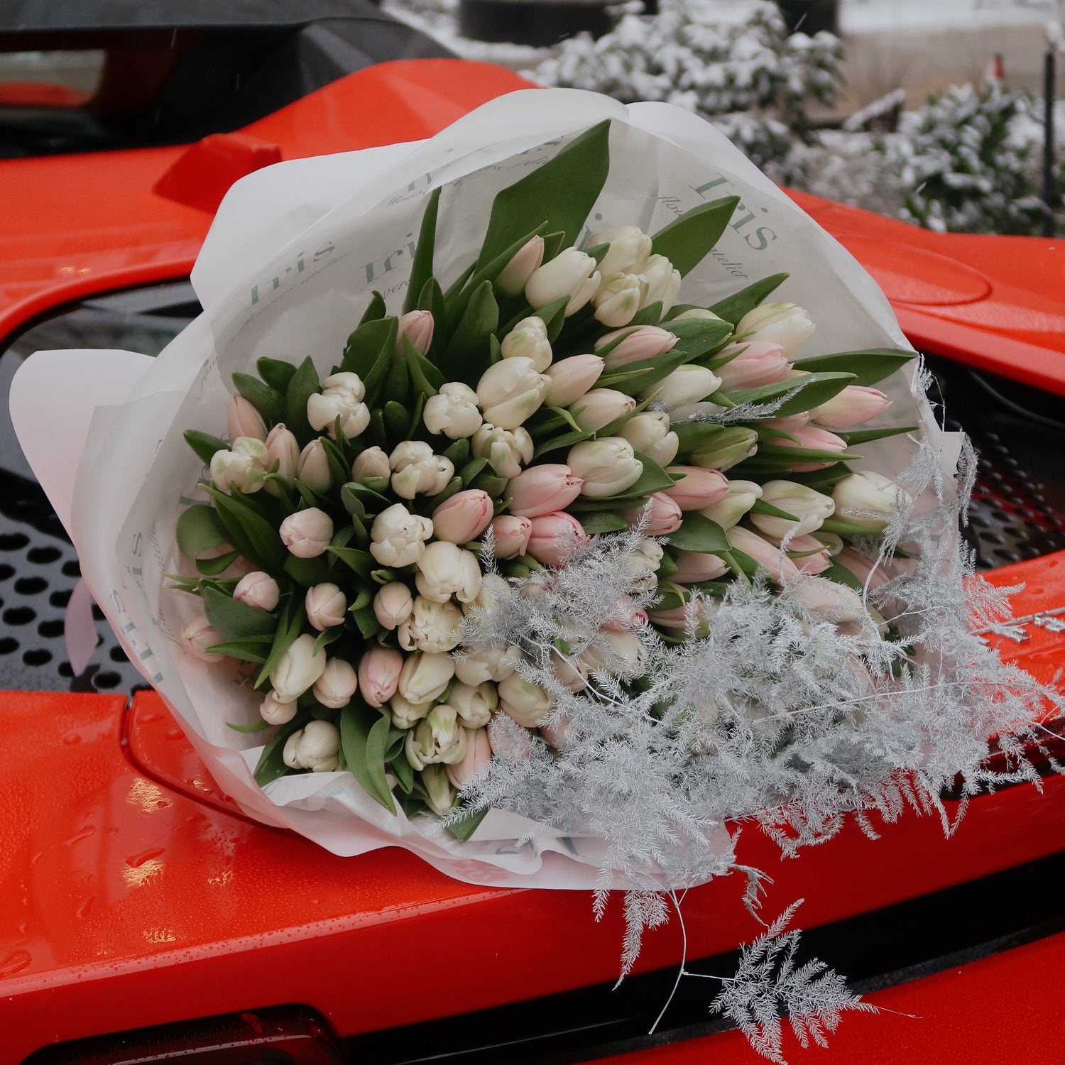 Tulipany